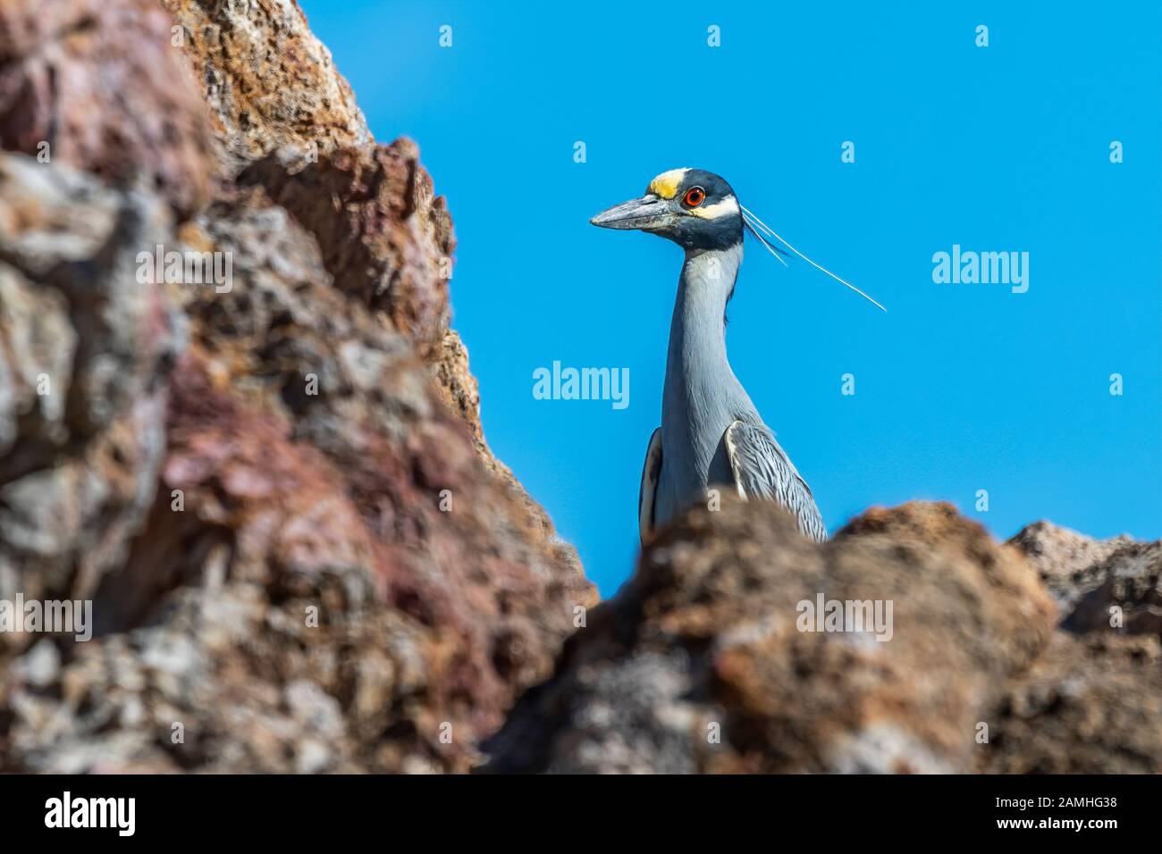 Adulte, À Couronne Jaune, Adulte, Night-Heron (Nyctanassa Violacea) À Baja California, Au Mexique. Banque D'Images