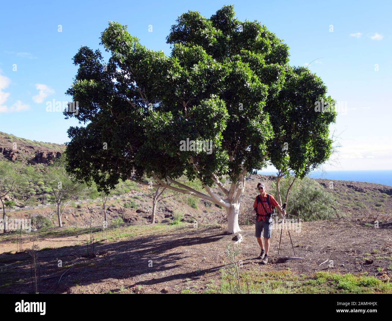 Echter Lorbeer, Gewürzlorbeer (Laurus nobilis) - Wanderung von Puerto de Mogan auf den Lomo de Tabaibales, Puerto de Mogan, Gran Canaria, Kanaren, Spa Banque D'Images