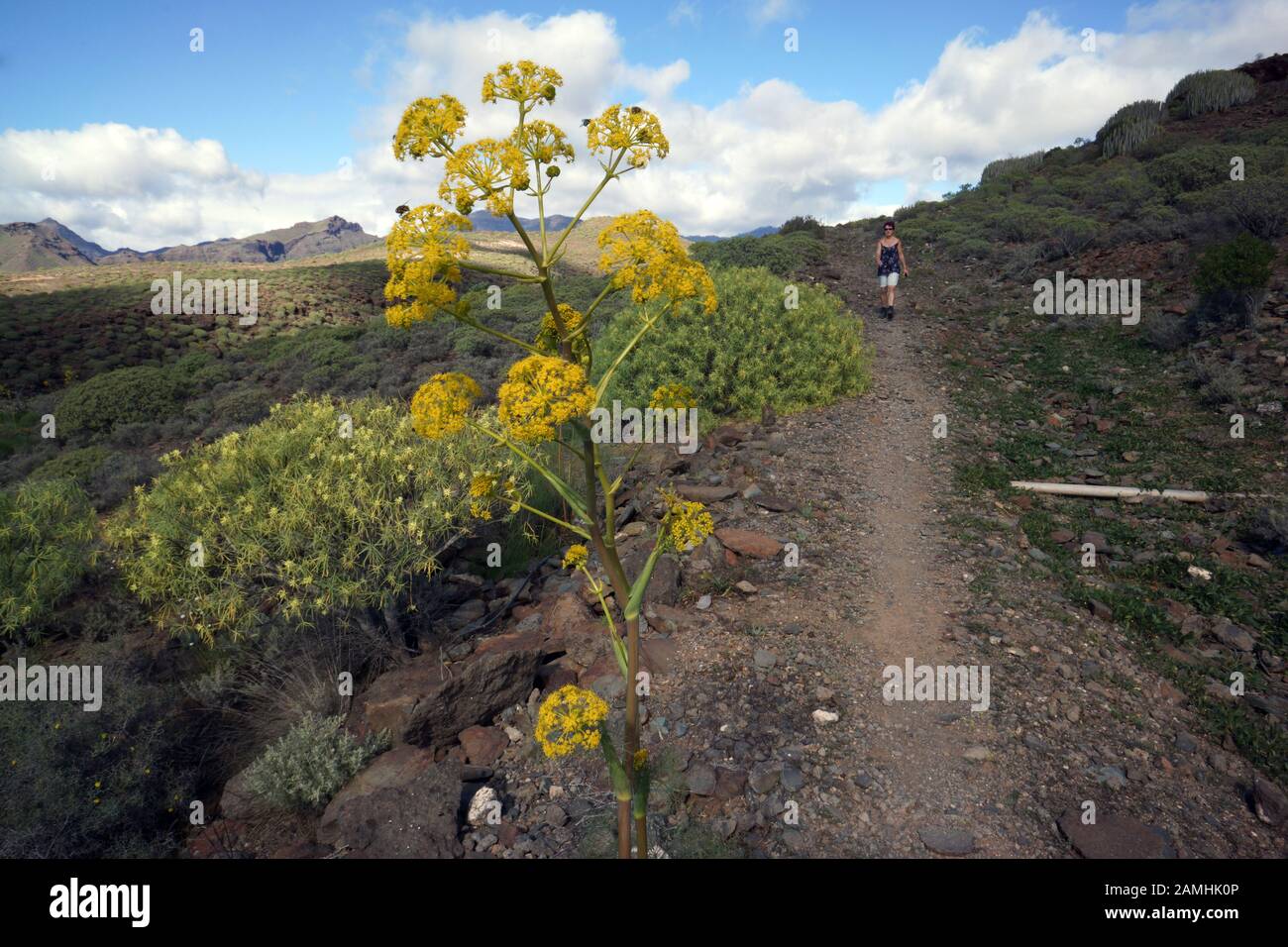 Liens Rutenkraut (Ferula Linkii), Puerto De Mogan, Gran Canaria, Espagnol Banque D'Images