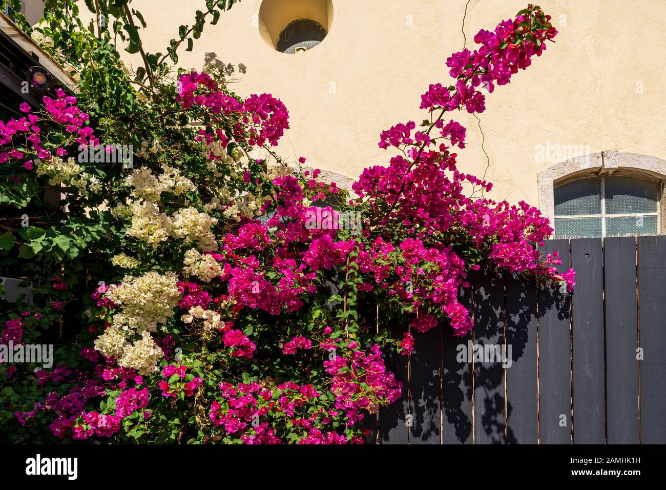 Bougainvillea rose et blanc qui pousse sur une clôture noire avec un bâtiment blanc en arrière-plan Banque D'Images