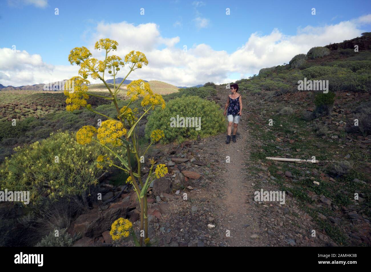 Liens Rutenkraut (Ferula Linkii), Puerto De Mogan, Gran Canaria, Espagnol Banque D'Images