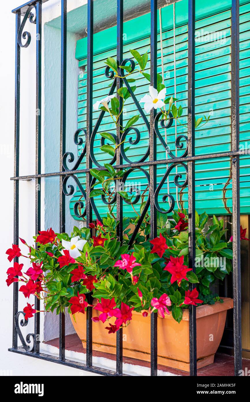 Mandevilla rouge et blanc fleurs en croissance dans la fenêtre de dialogue sur balcon à Mijas, Espagne Banque D'Images