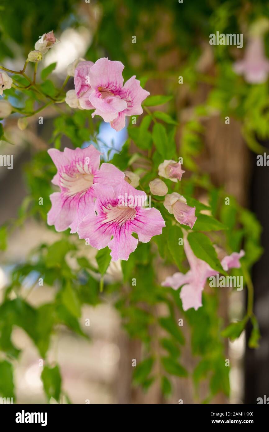 Fleurs en cascade de la vigne trompettes roses, Podranea, brycei avec arrière-plan flou, dans la lumière du soleil pommelé en Espagne Banque D'Images