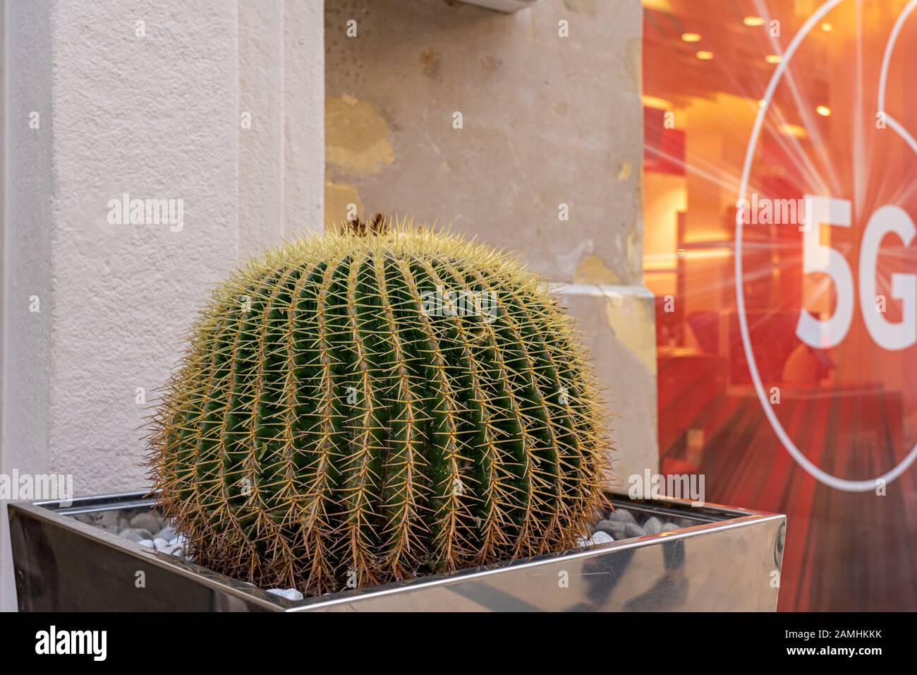 Grand cactus de tonneau doré qui pousse dans le conteneur de la ville espagnole en face de la boutique de 5 G. Banque D'Images