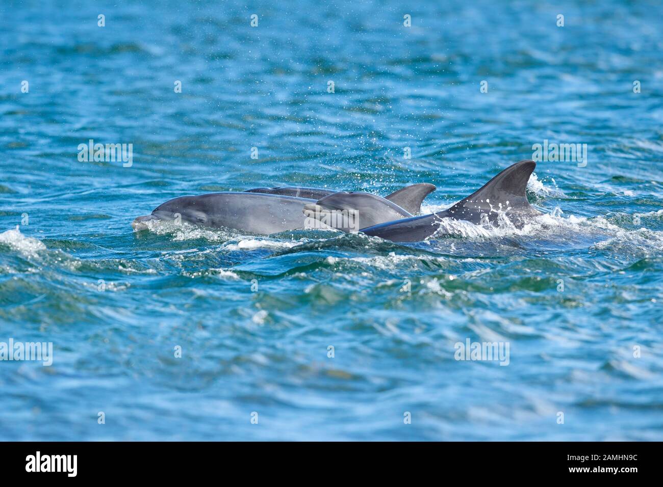 Cute Dolphin Banque D Image Et Photos Alamy