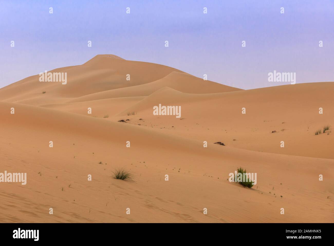 Dunes de sable dans le désert d'Abu Dhabi. Emirats Arabes Unis Banque D'Images