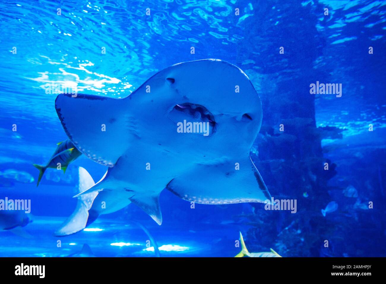 Rayon de requin (nom latin Rhina ancylostoma) dans une eau sombre. Banque D'Images