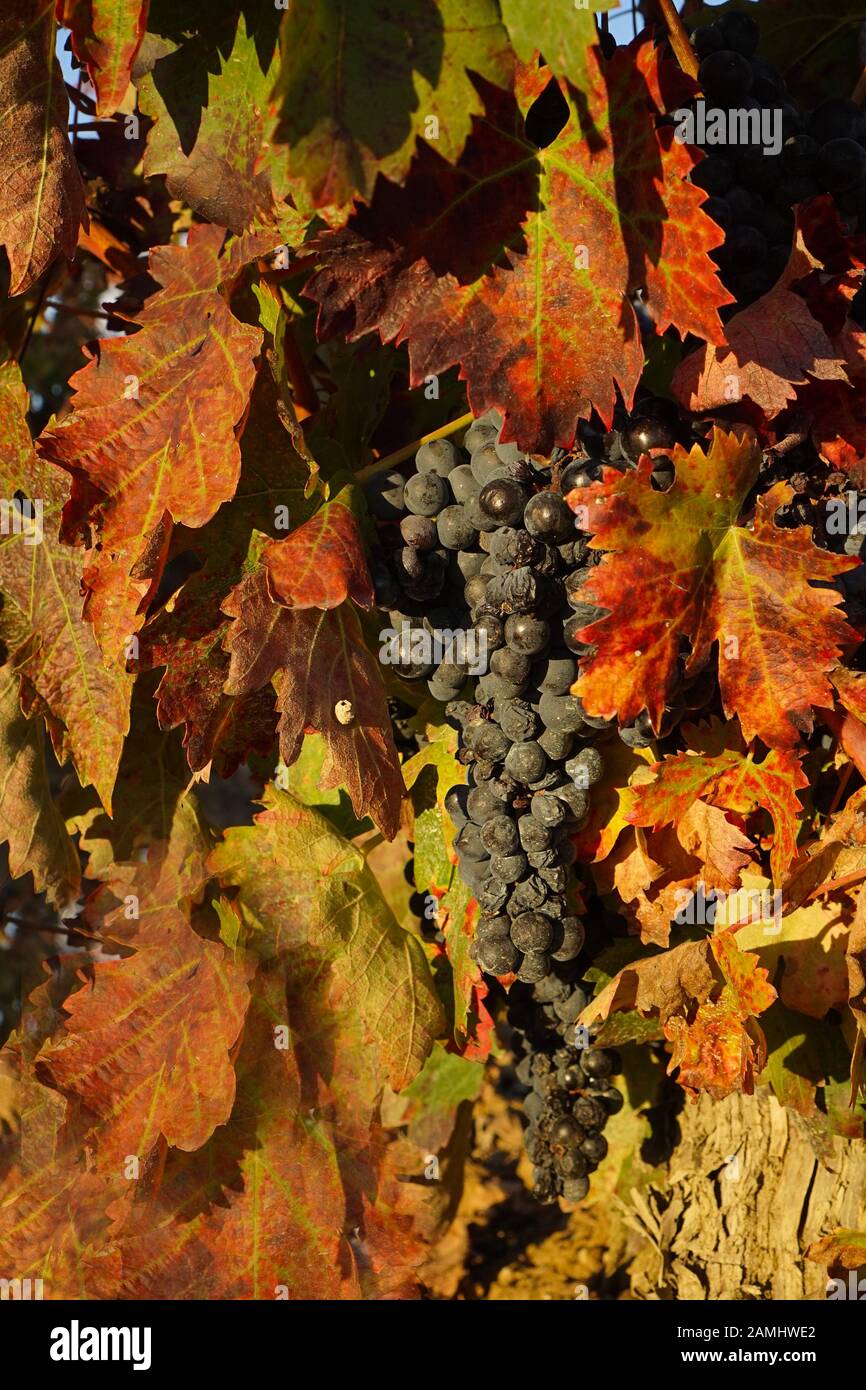 Un bouquet de raisins noirs qui poussent sur la vigne dans un vignoble espagnol aux tons automnales Banque D'Images