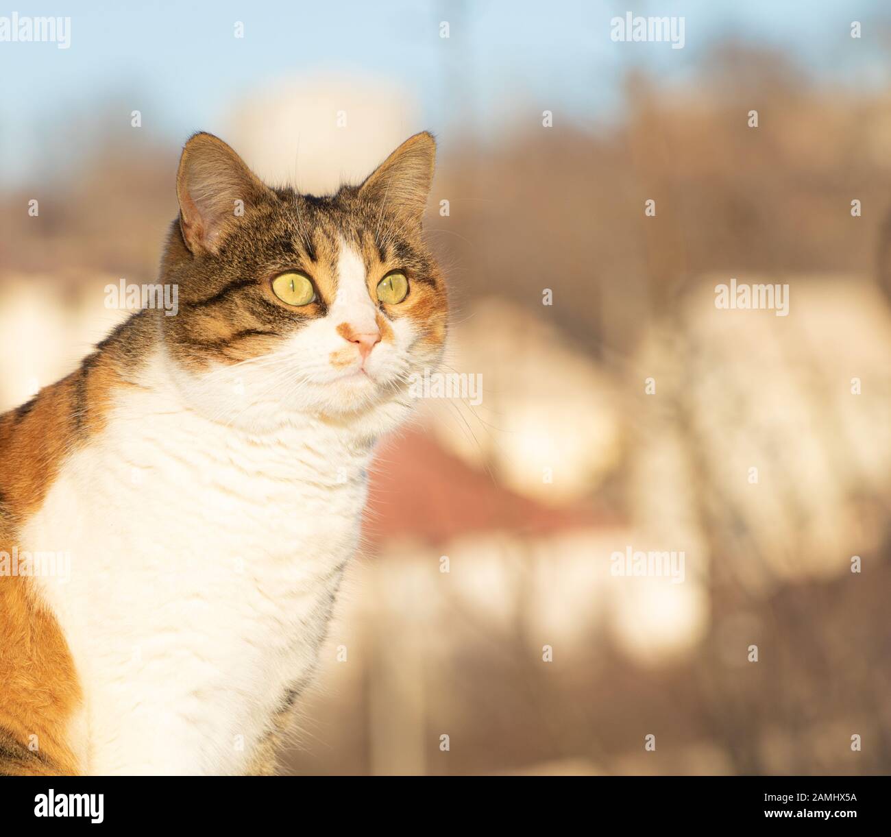 Un chat drôle semble étrange dans l'appareil photo Banque D'Images