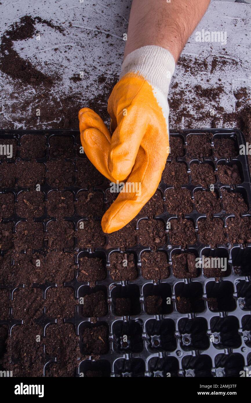 Plateau en plastique pour semis avec cellules vides et remplies. Banque D'Images