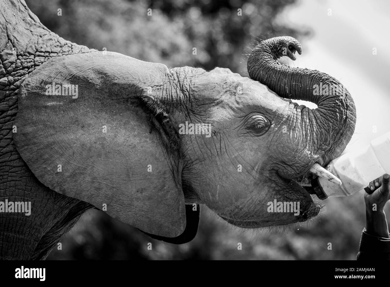 L'Afrique de l'orphelin (Loxodonta Africana) les éléphants au David Sheldrick Wildlife Trust (DSWT) à la périphérie de Nairobi, Kenya. Banque D'Images