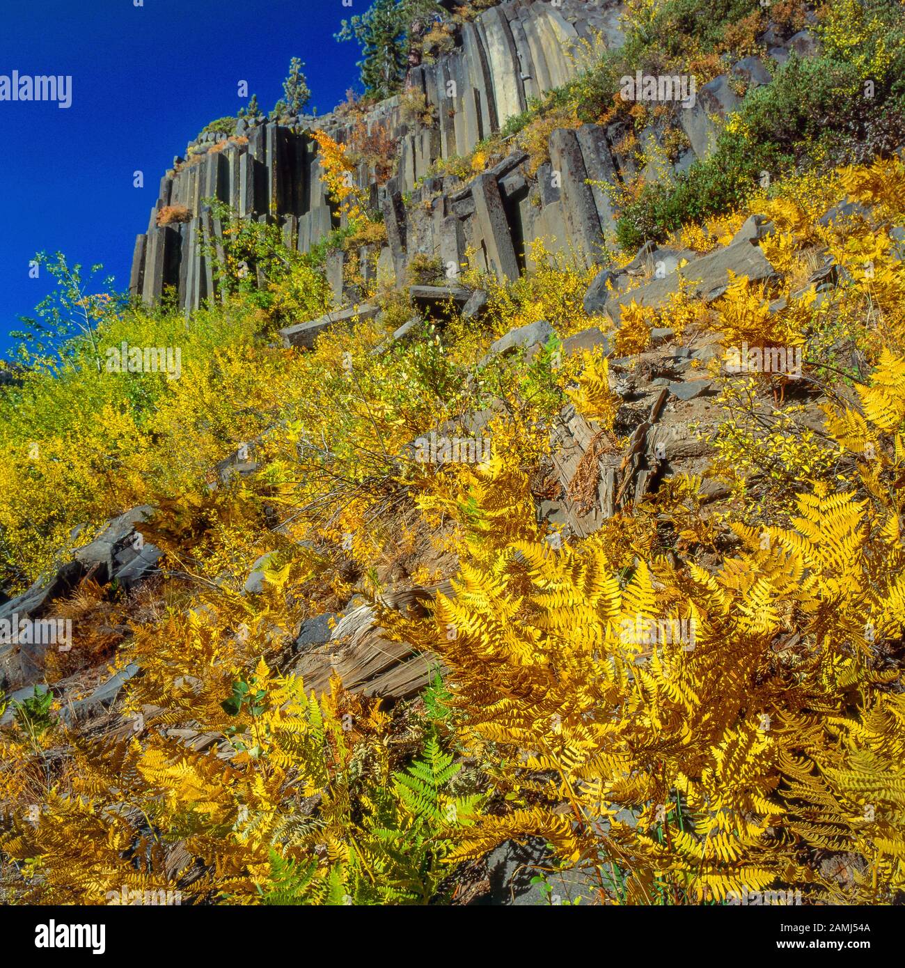 Bracken Fern, Pteridium Aquilinum, Monument National De DeviL'S Postpile, Inyo National Forest, Sierra Orientale, Sierra Nevada Range, Californie , Banque D'Images