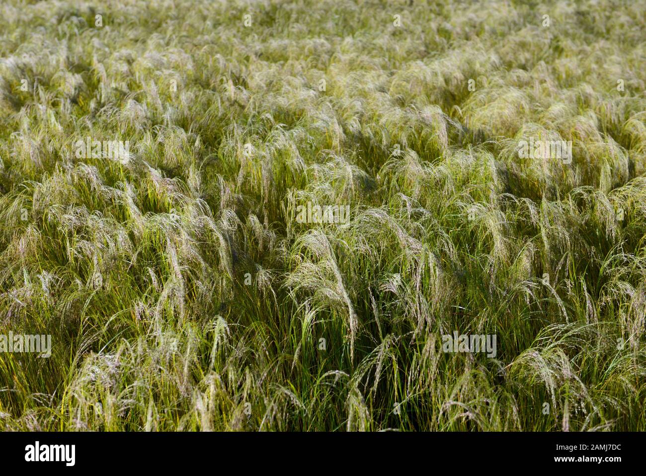 Récolte de teff en Ethiopie. Teff est utilisé pour faire d'Injera- le régime alimentaire de base en Éthiopie et en Érythrée. Banque D'Images