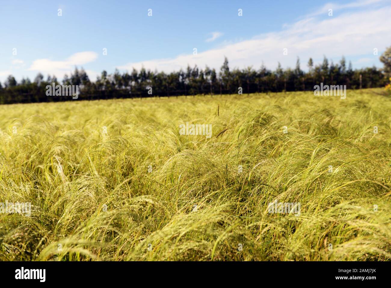 Récolte de teff en Ethiopie. Teff est utilisé pour faire d'Injera- le régime alimentaire de base en Éthiopie et en Érythrée. Banque D'Images