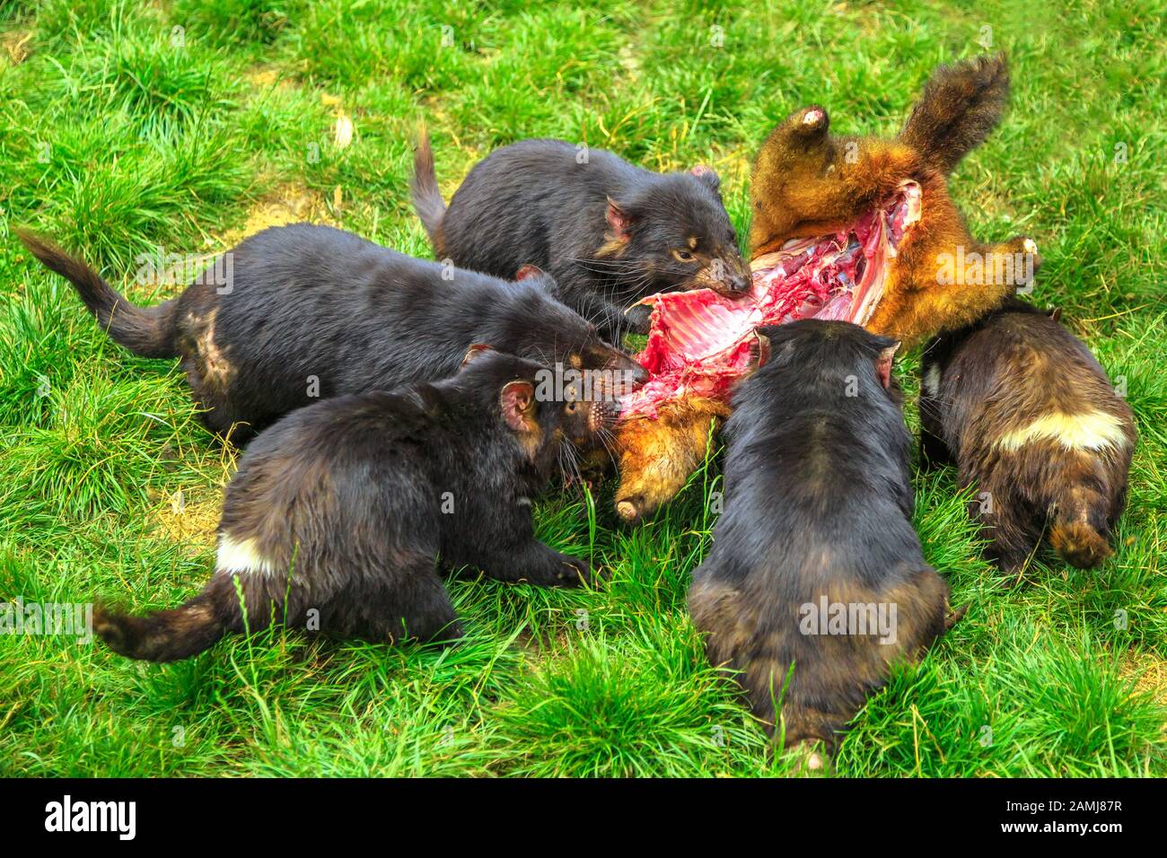 Les diables tasmaniens, Sarcophilus harrisii, chassent les proies en Tasmanie sur l'herbe. Le diable de Tasmanie est une marsupiaux australienne et une icône de la Tasmanie. Banque D'Images