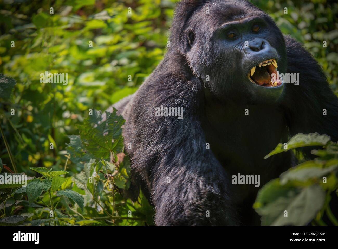 Une vue rare d'un gorille de montagne au dos argenté à travers la forêt de charge avec sa bouche ouverte et montrant les dents, voir de colère et d'agression. Banque D'Images
