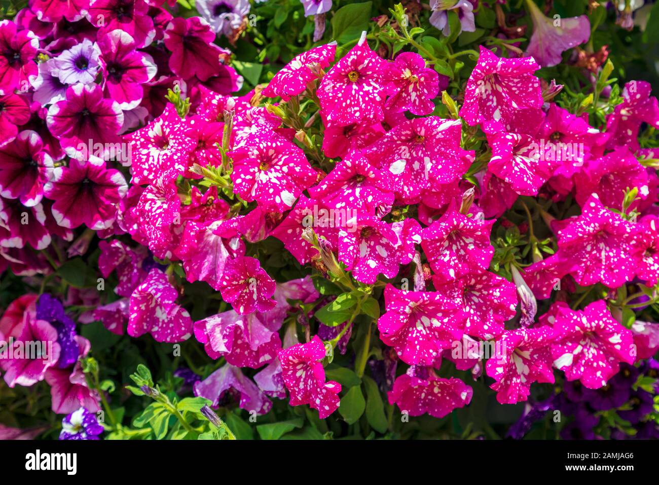 Fond abstrait de fleurs de pétunia colorées. Image Banque D'Images