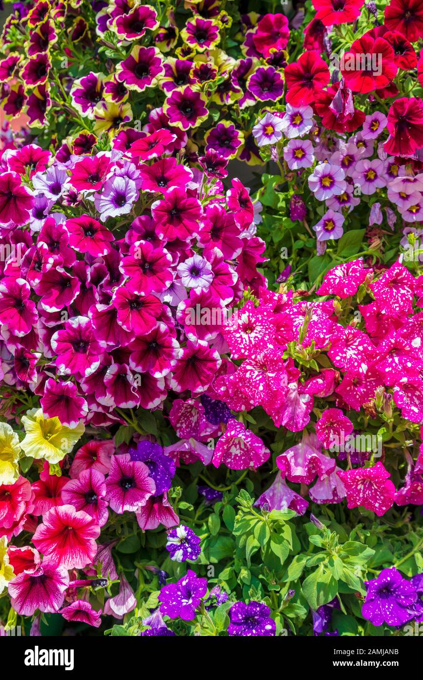 Fond abstrait de fleurs de pétunia colorées. Image Banque D'Images