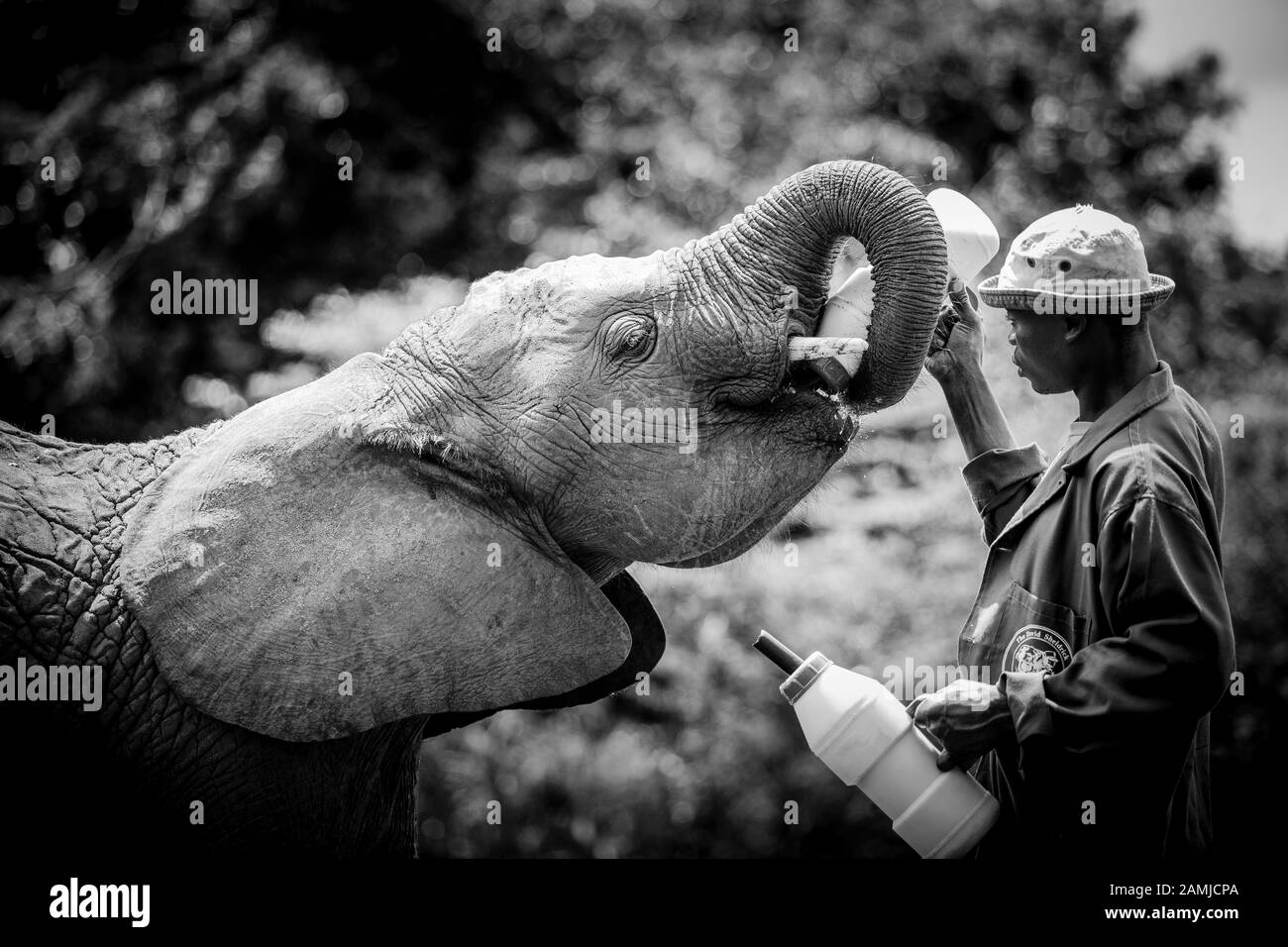 L'Afrique de l'orphelin (Loxodonta Africana) les éléphants au David Sheldrick Wildlife Trust (DSWT) à la périphérie de Nairobi, Kenya. Banque D'Images