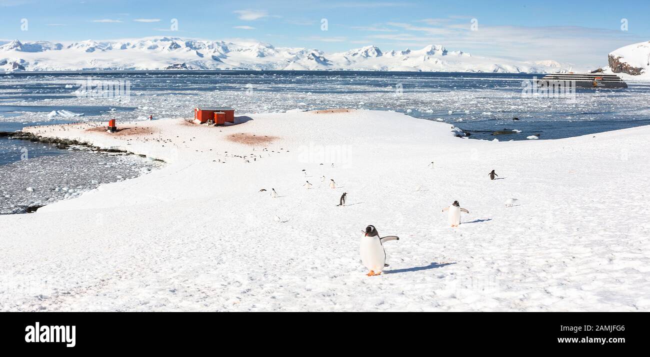 Manchots Gentoo au port de Mikkleson, en Antarctique Banque D'Images