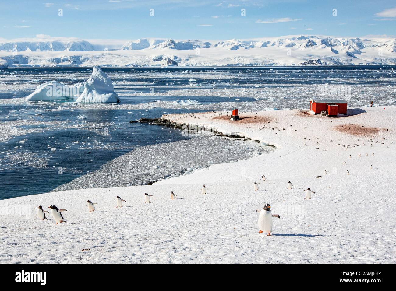 Manchots Gentoo au port de Mikkleson, en Antarctique Banque D'Images