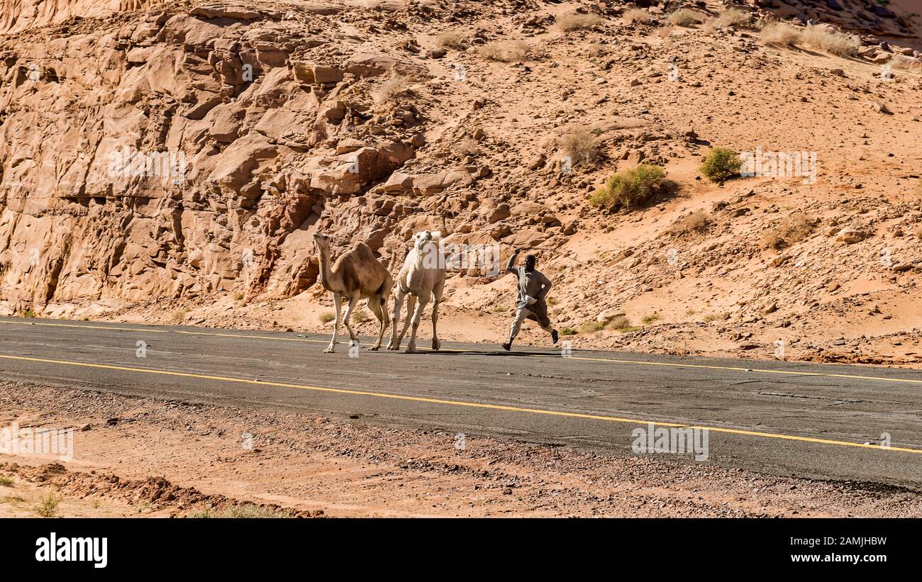 Chameau herder chassant les chameaux de la route Banque D'Images