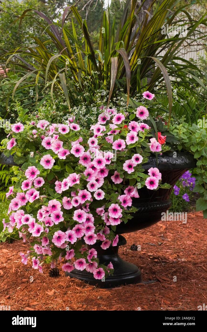 Semoir noir avec fleurs roses Petunia x hybrida 'Easy Wave Plum Vein' dans le jardin d'arrière-cour en été. Banque D'Images