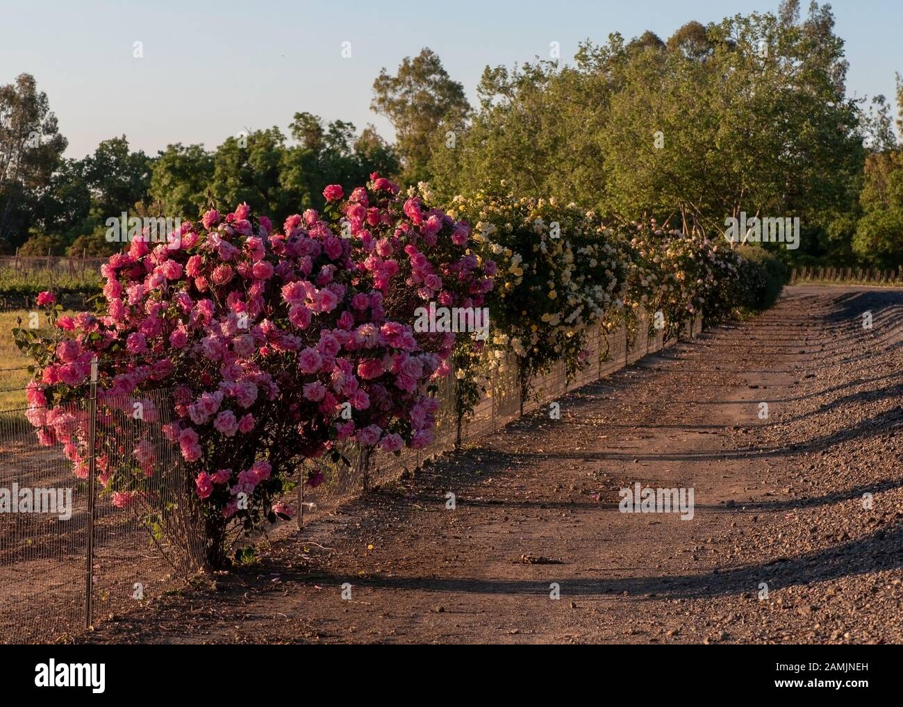 Une clôture couverte de buissons roses en pleine floraison , UC Davis, Californie, États-Unis Banque D'Images