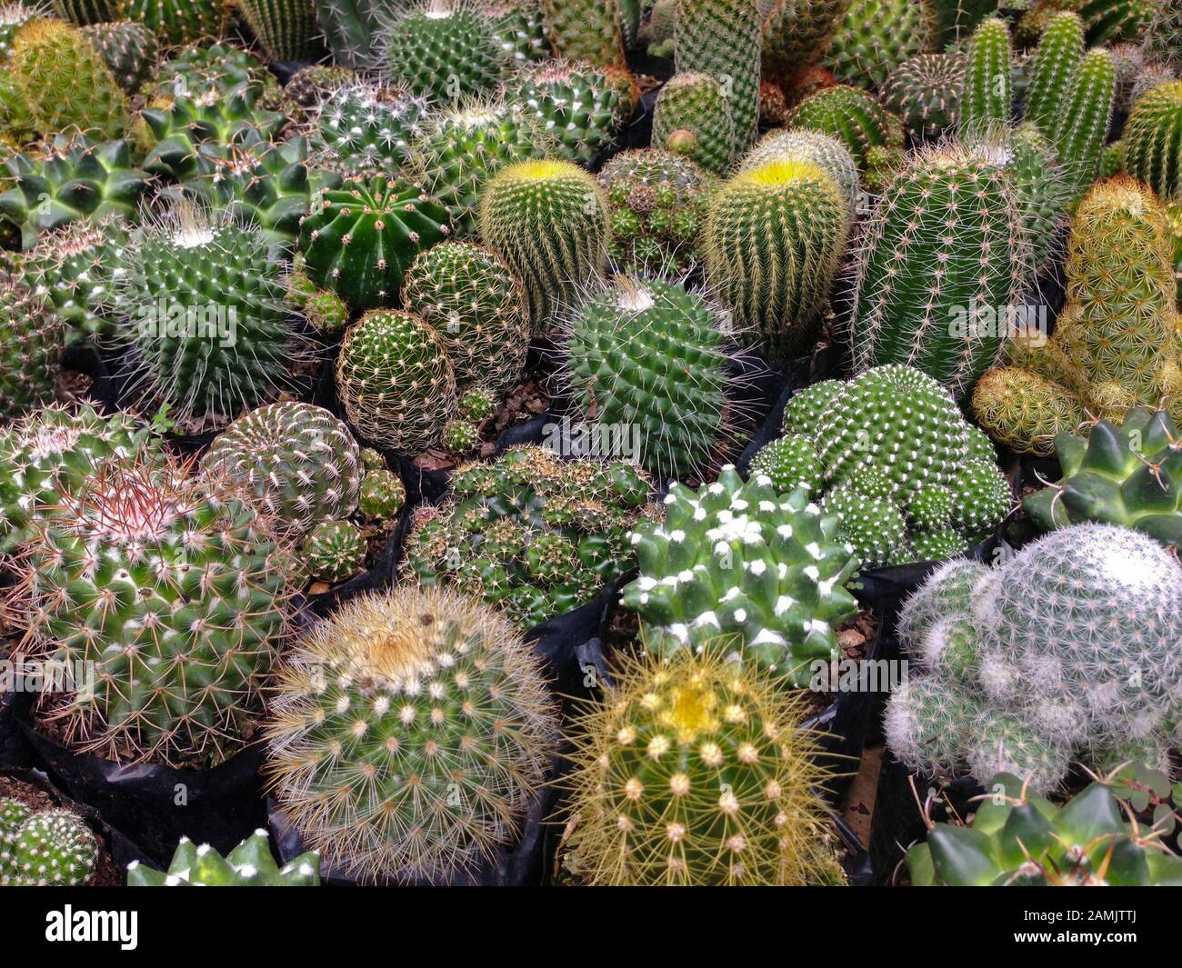 Une collection de cactus. Le cactus est une plante épineuse. Ils viennent en plusieurs formes et tailles. Leur ont la capacité de survivre dans des milieux secs. Banque D'Images