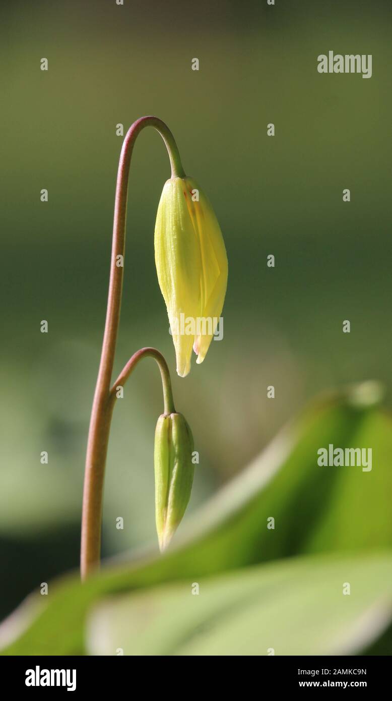 Les têtes de fleurs en désulfuration délicates de la Pagode d'Erythronium tuolumnense au printemps. Également connu sous le nom de Lily dent de chien. Banque D'Images