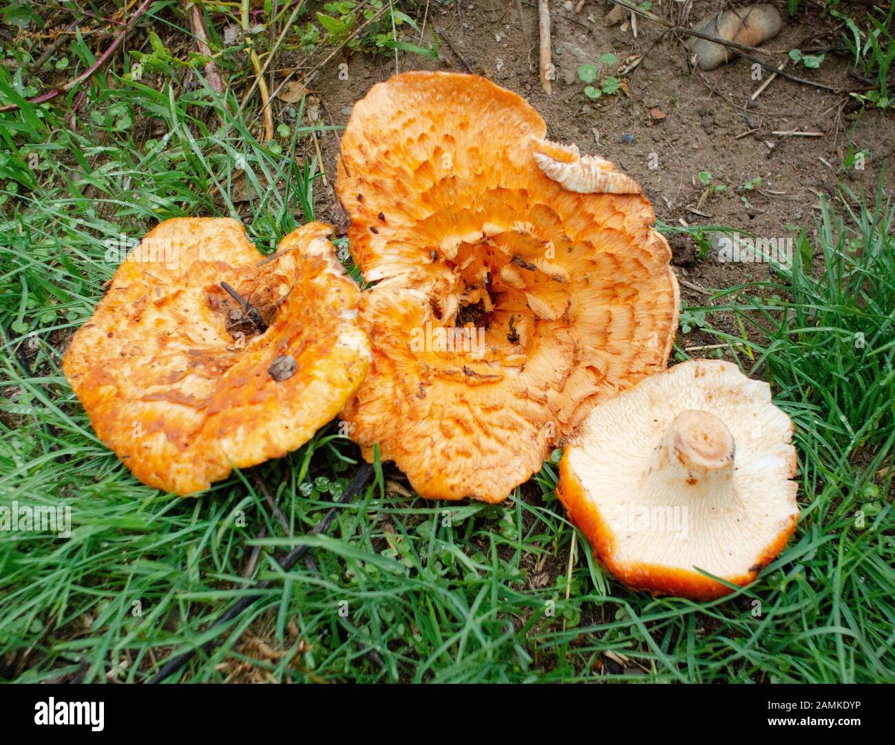 Turbinellus floccosus, Shaggy Chanterelle, trouvé au début de l'automne, le long de Camp Creek, au sud de Troy, Montana Turbinellus floccosus Royaume: Champignons Phyl Banque D'Images