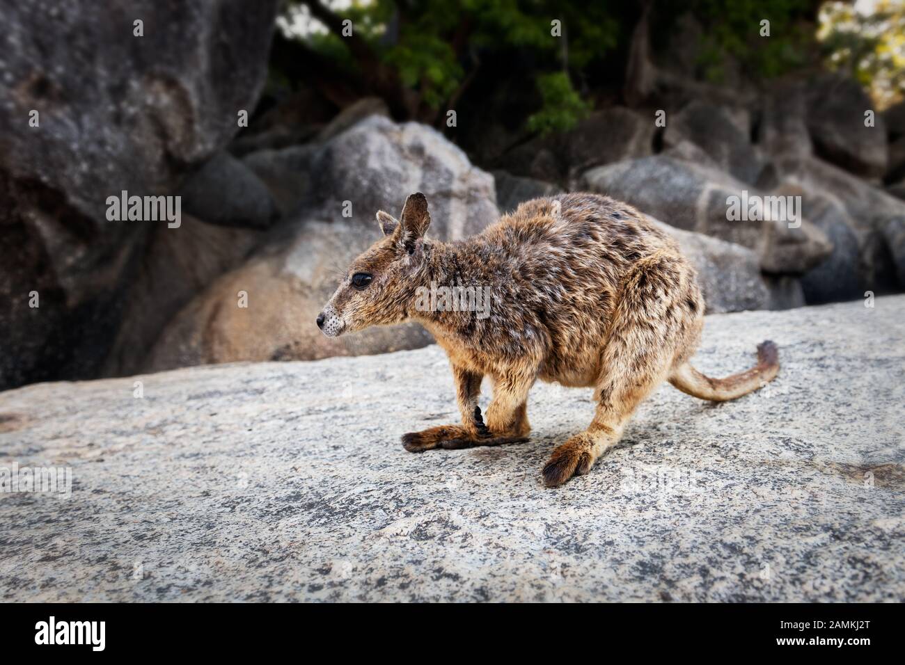 Mareeba Rock-wallaby dans Granite gorge. Banque D'Images