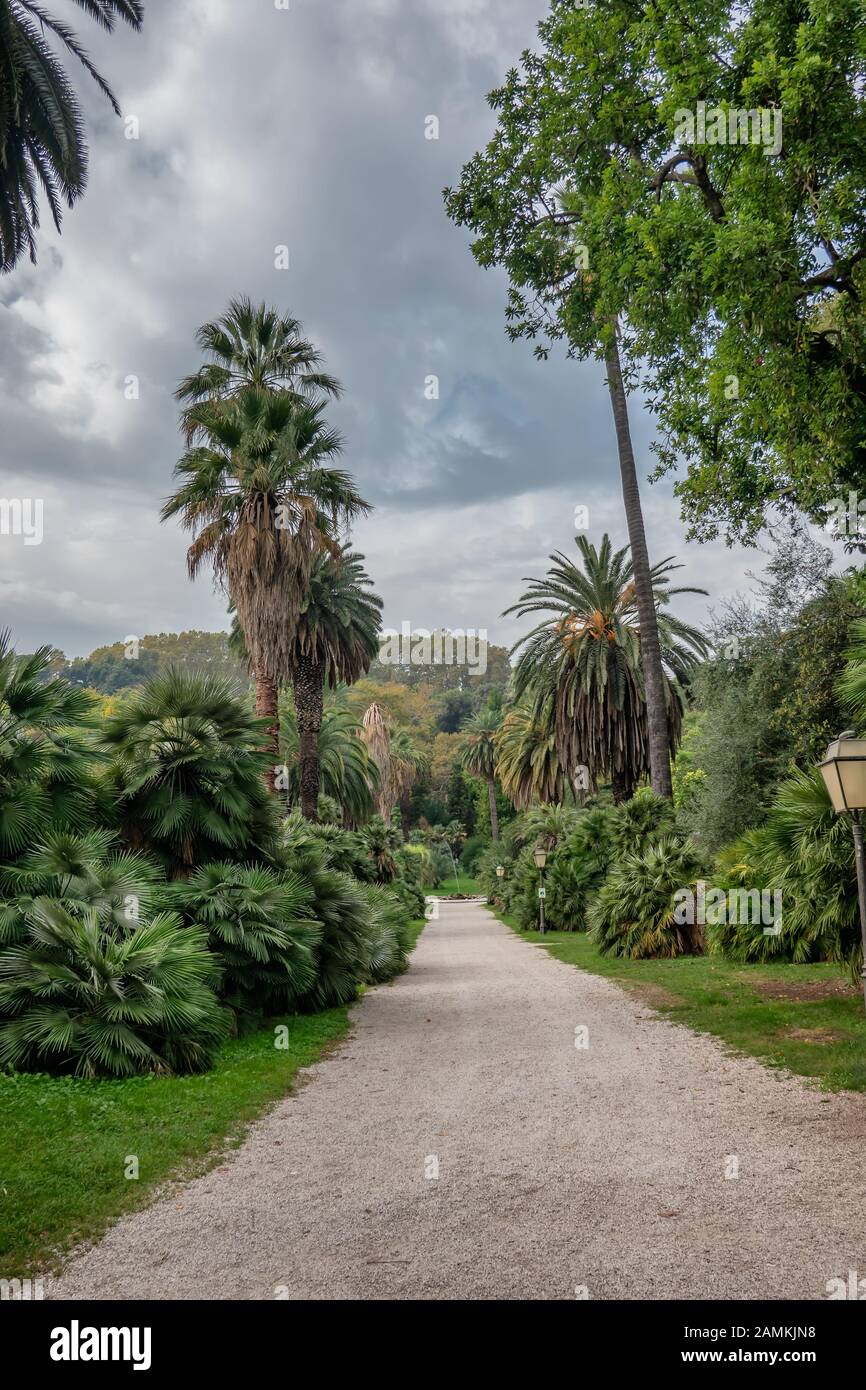 Palmiers dans le jardin botanique de Trastevere, Rome Italie Banque D'Images