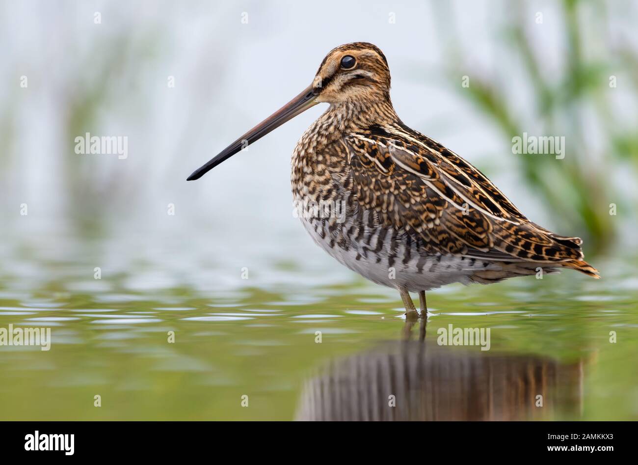 Bécassine des adultes posant dans l'eau libre de petit lac du matin Banque D'Images