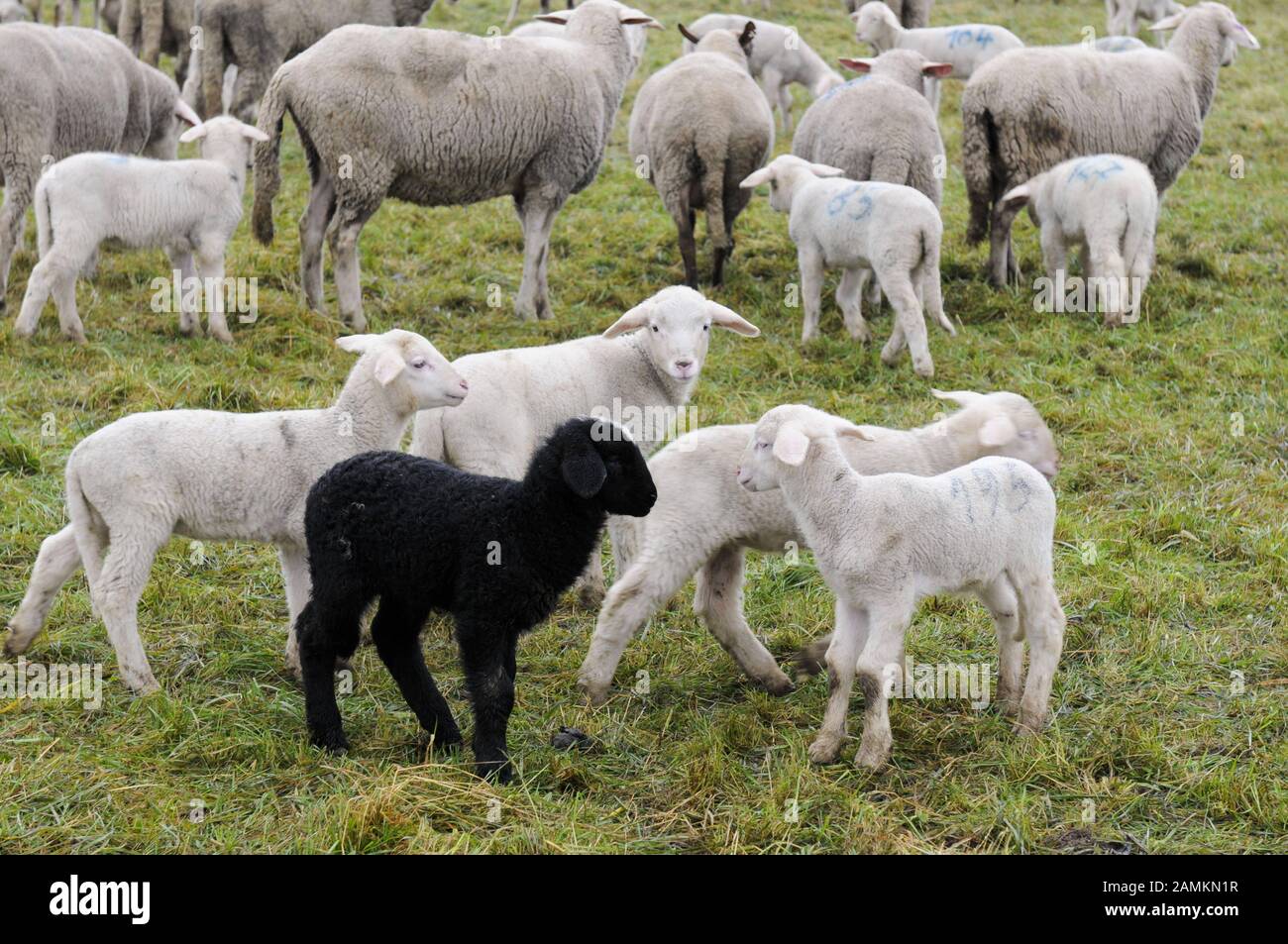 Agneaux blancs et agneau noir dans un pré. [traduction automatique] Banque D'Images