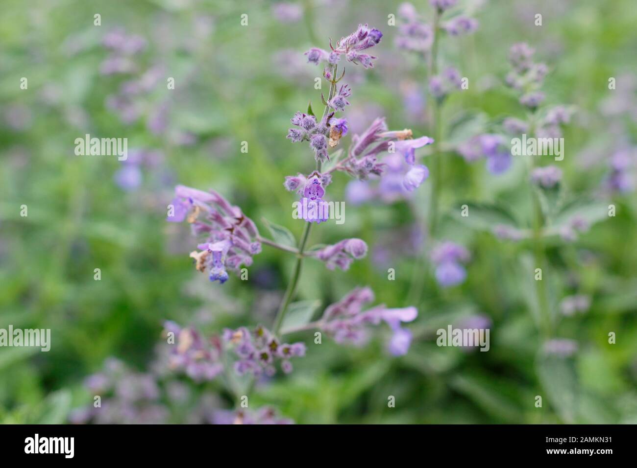 La menthe à la menthe du géant des collines de Six gigantea Nepeta dans un jardin en fin d'été. ROYAUME-UNI Banque D'Images