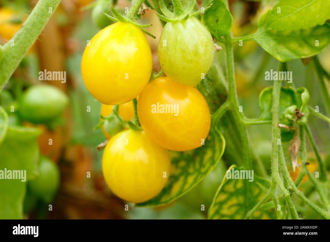 Solanum lycopersicum Ildi, une tomate cerise innommée, se fructifie dans une serre. AGM Banque D'Images