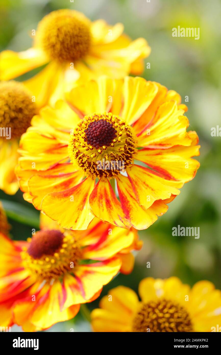 Helenium 'Can Can' vivaces éternezeweed à la fin de l'été - septembre. ROYAUME-UNI Banque D'Images