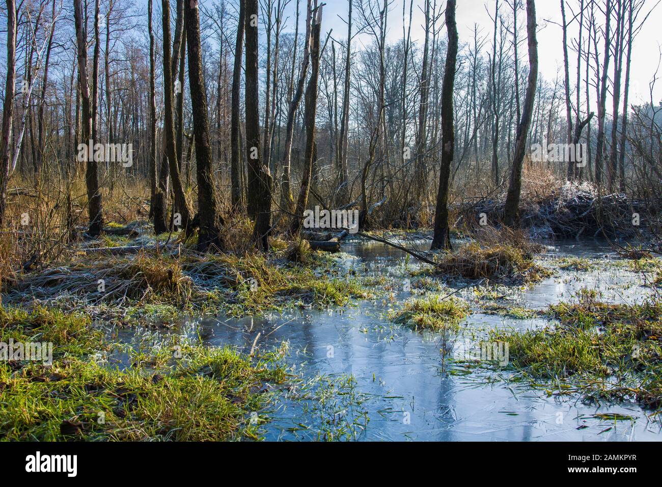 Eau et herbe gelées, forêt et ciel bleu à Okszow, Pologne Banque D'Images