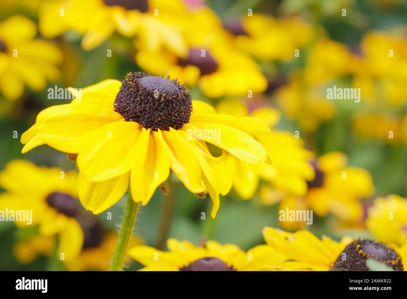 Rudbeckia hirta Toto 'Lemon' confleur dans un jardin de fin d'été. ROYAUME-UNI Banque D'Images