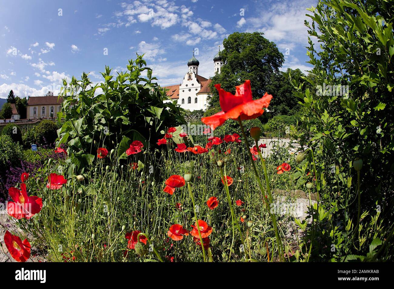 Des coquelicots dans le jardin de méditation du monastère de Benediktbeuern. [traduction automatique] Banque D'Images