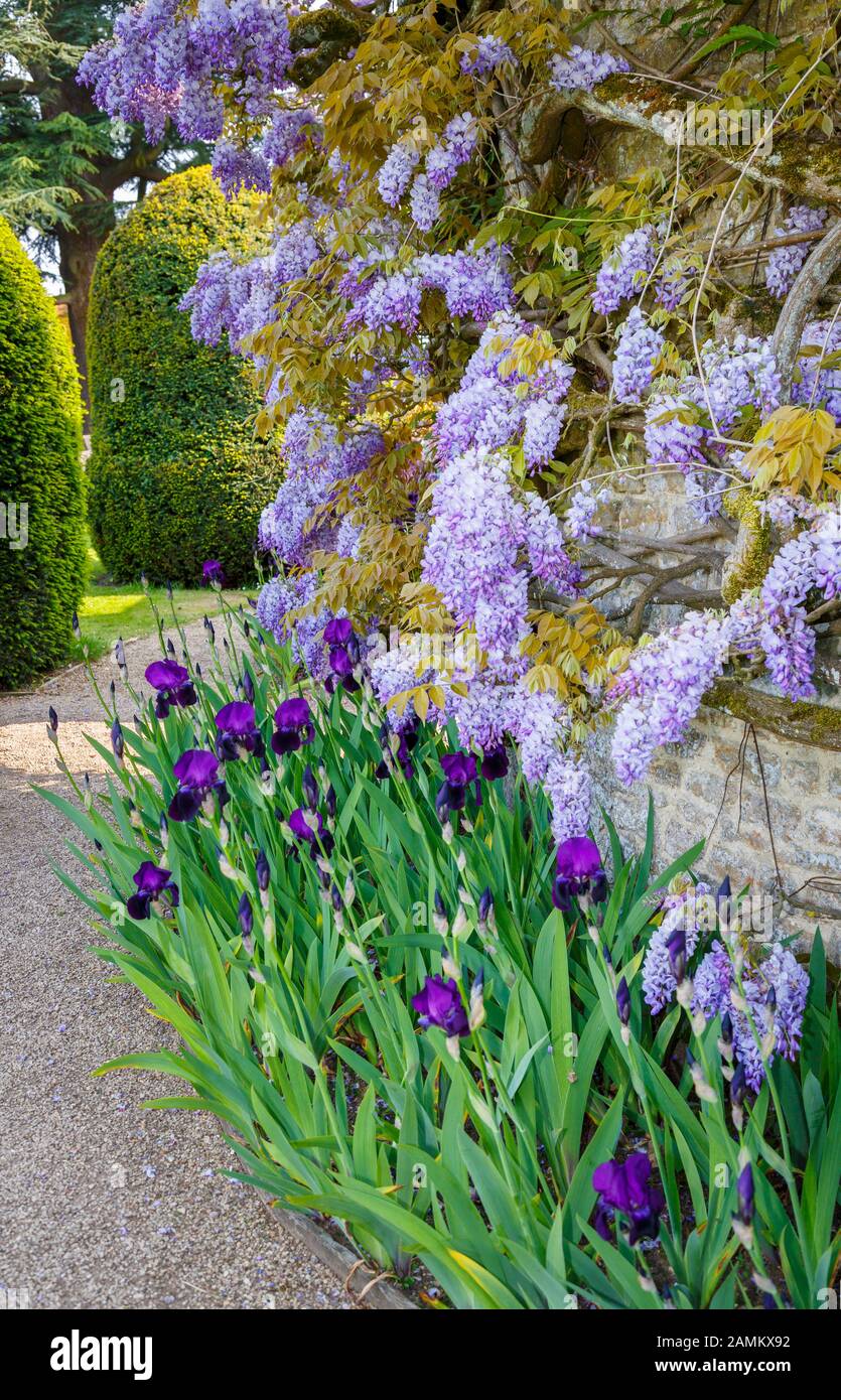 La wisteria pourpre (Wisteria sinensis) et l'iris pourpre foncé dans la fleur d'une bordure contre un mur dans le parc Loseley, Guildfor, Surrey, Angleterre dans la sprin tardive Banque D'Images