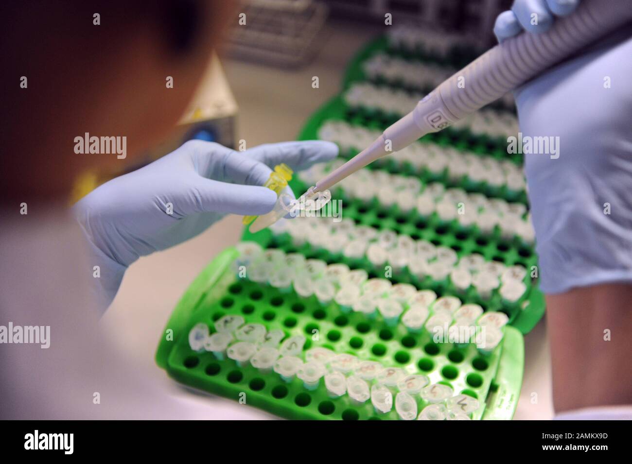 Birgit Bayer, responsable de laboratoire, examine des échantillons d'ADN à partir d'un test de masse en biologie moléculaire légale à l'Institut de médecine légale de Ludwig-Maximilians-Universität (LMU) à Nussbaumstraße. [traduction automatique] Banque D'Images