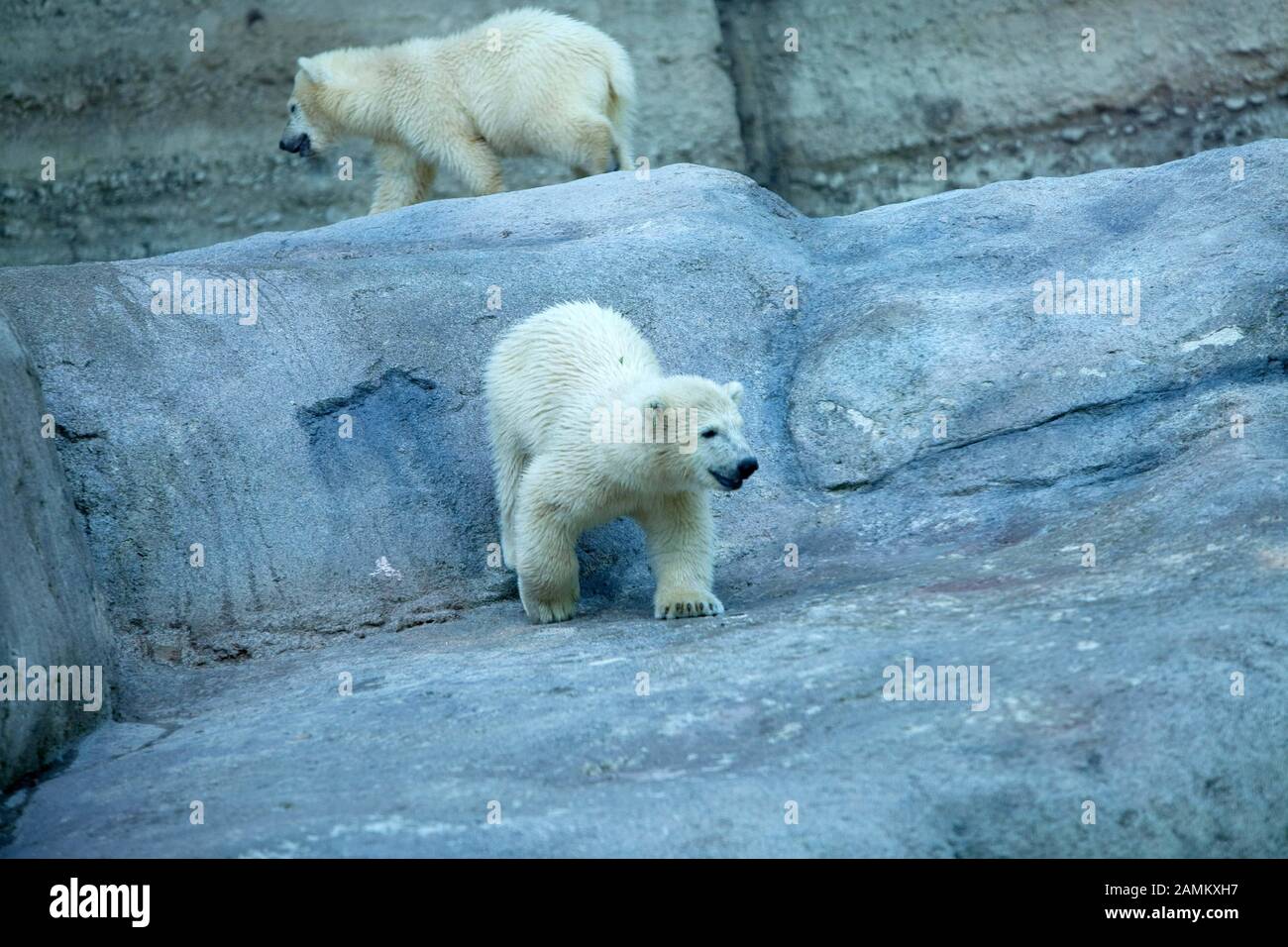 Les jeunes jumeaux ours polaires Nela et Nobby explorent le paysage rocheux complet avec la grande piscine pour la première fois avec leur mère Giovanna. Giovanna est allé dans l'eau relativement rapidement, les petits n'osaient pas aller très loin dans l'eau dans la première heure. [traduction automatique] Banque D'Images