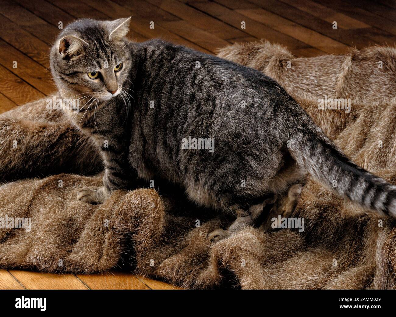 Chat Debout Sur Un Pelage De Fourrure Mort Concept De Peau D Animal Vivant Photo Stock Alamy
