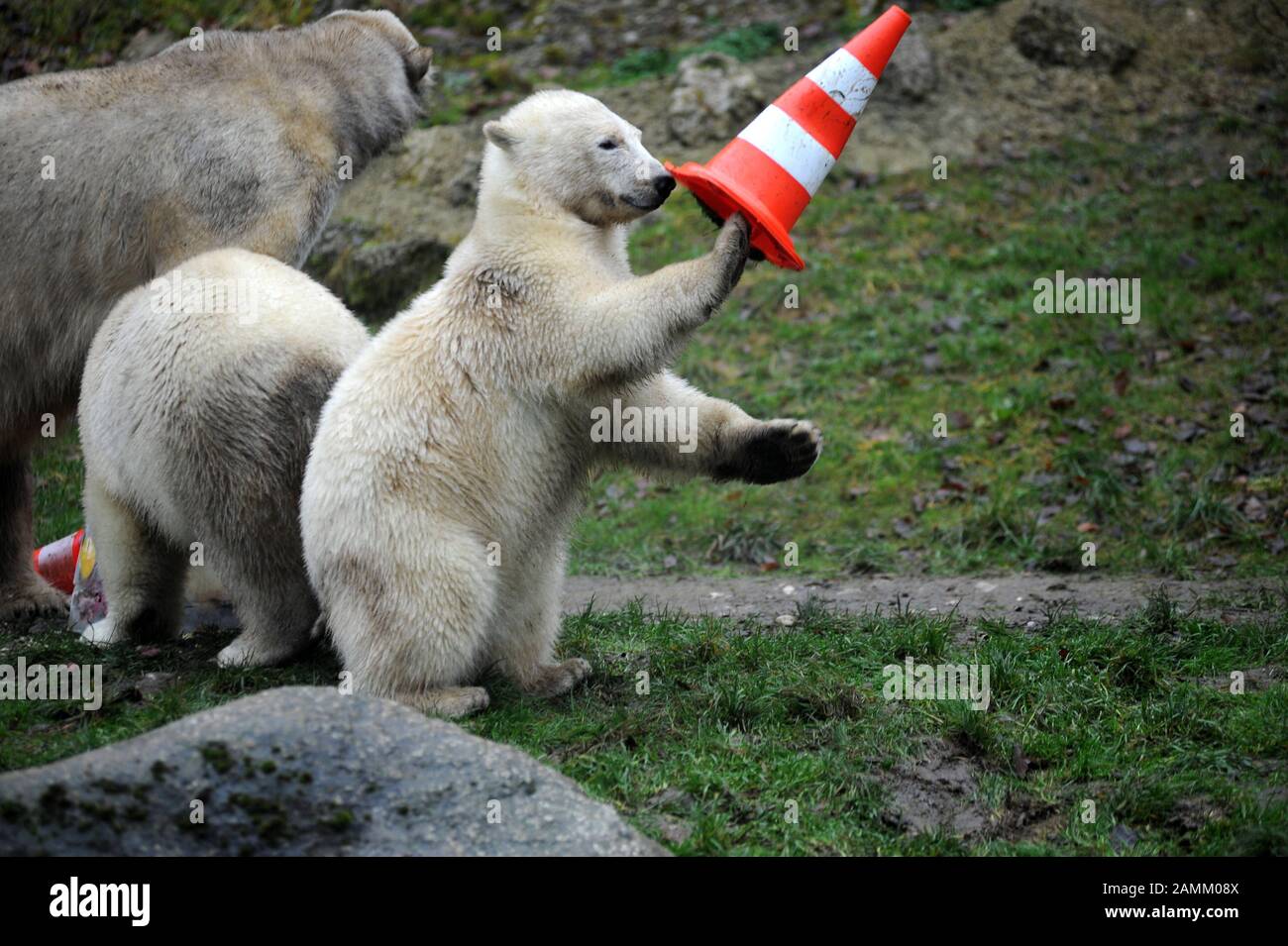 Les jeunes jumeaux ours polaires Nela et Nobby célèbrent leur premier anniversaire avec la mère Giovanna dans le zoo Hellabronn. L'image montre les animaux qui mangent le gâteau d'anniversaire et jouent avec des chapeaux de rue. [traduction automatique] Banque D'Images
