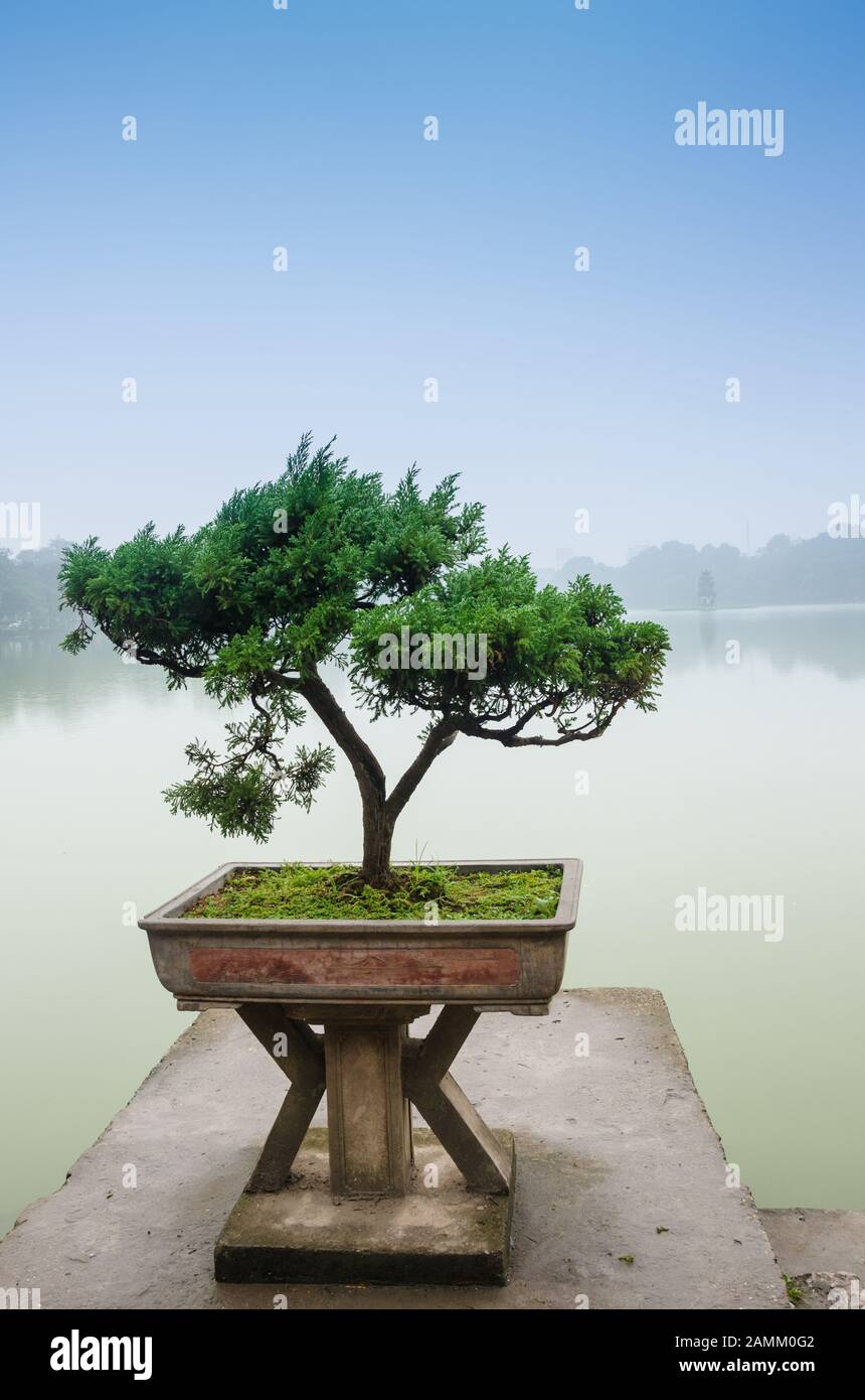 Arbre bonsai japonais en pot dans le jardin zen. Bonsai est une forme d'art japonais utilisant des arbres cultivés en conteneurs. Banque D'Images