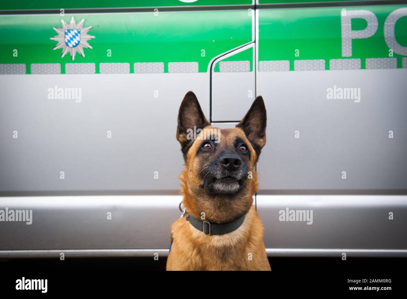 Chien de détection de drogue Zana, un berger belge, pendant l'entraînement sur le secteur de l'équipe de chien de police à Angerlohstraße 111. [traduction automatique] Banque D'Images