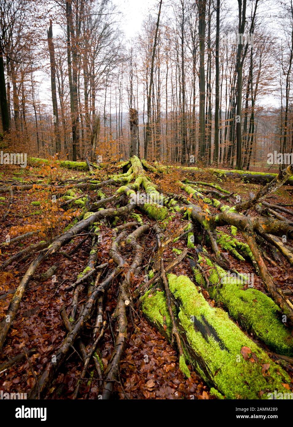 Les troncs d'arbres morts surcultivés avec de la mousse dans la réserve naturelle 'Kleinengelein' dans le Steigerwald. [traduction automatique] Banque D'Images