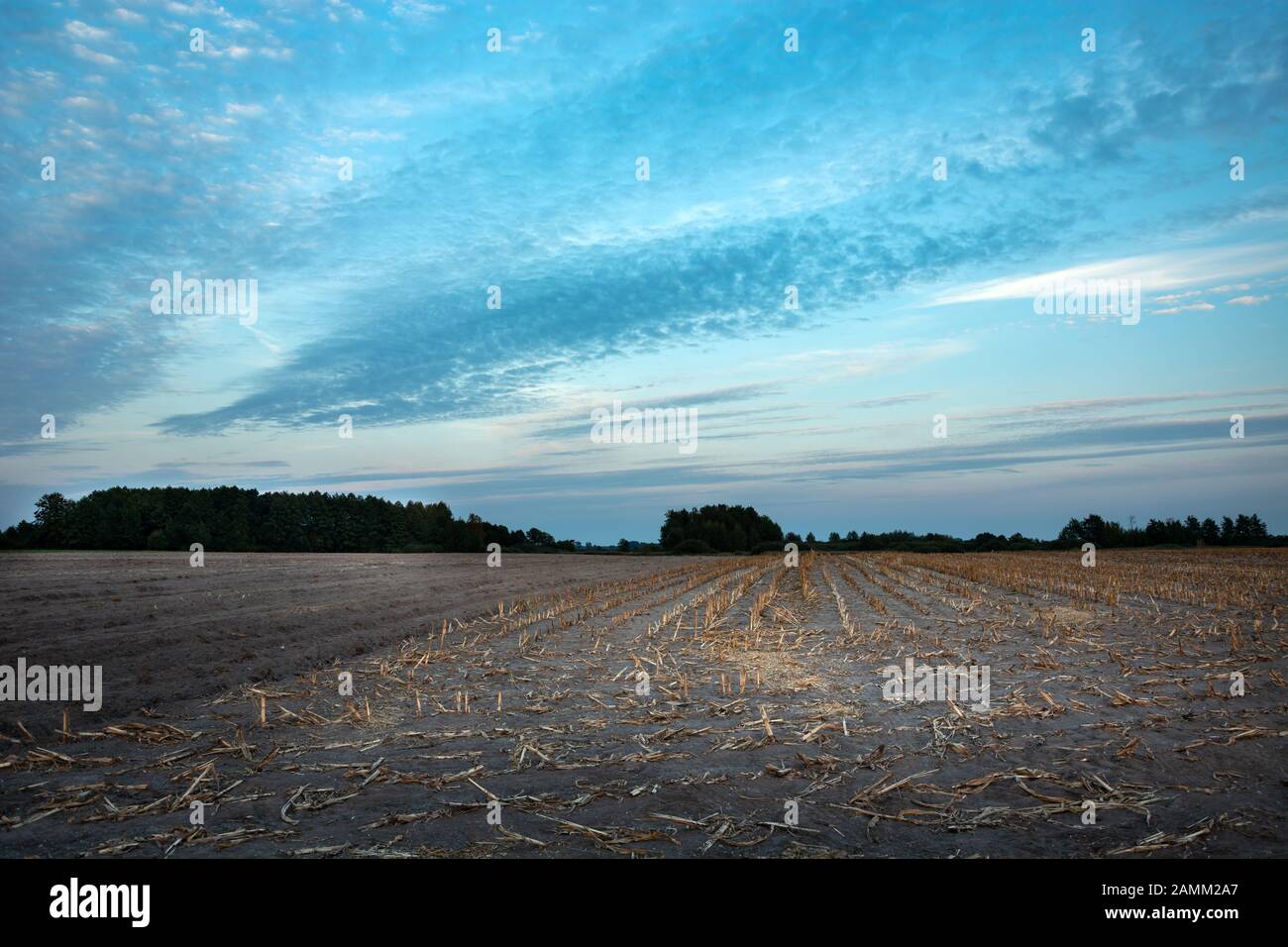 Champ de maïs avec maïs semé, horizon et nuages en soirée dans le ciel Banque D'Images